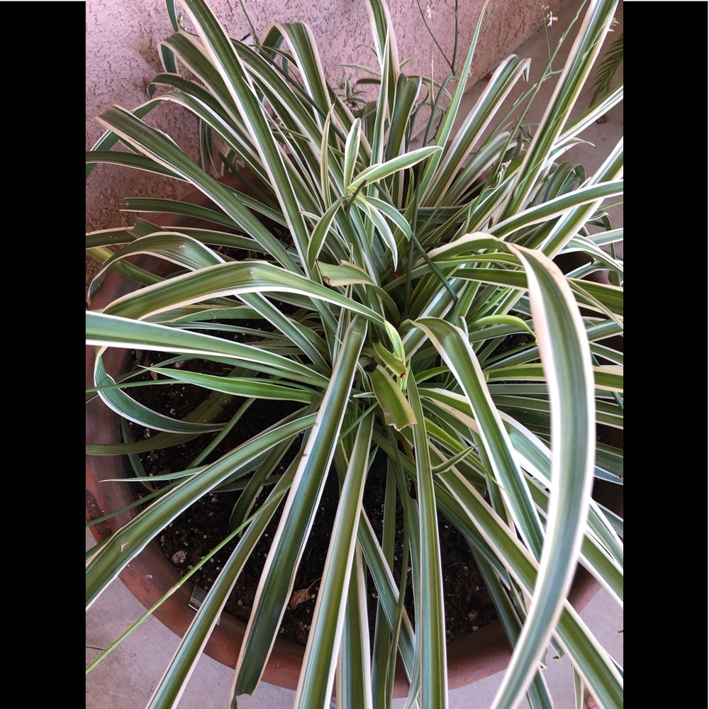 Spider Plant (‘Chlorophytum comosum’) - Picture 4 of 7